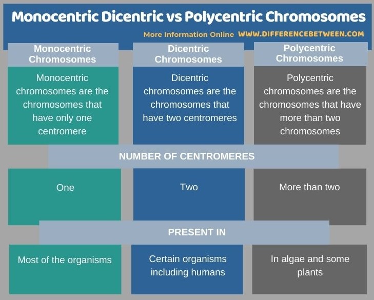 Difference Between Monocentric Dicentric and Polycentric Chromosomes - Tabular Form