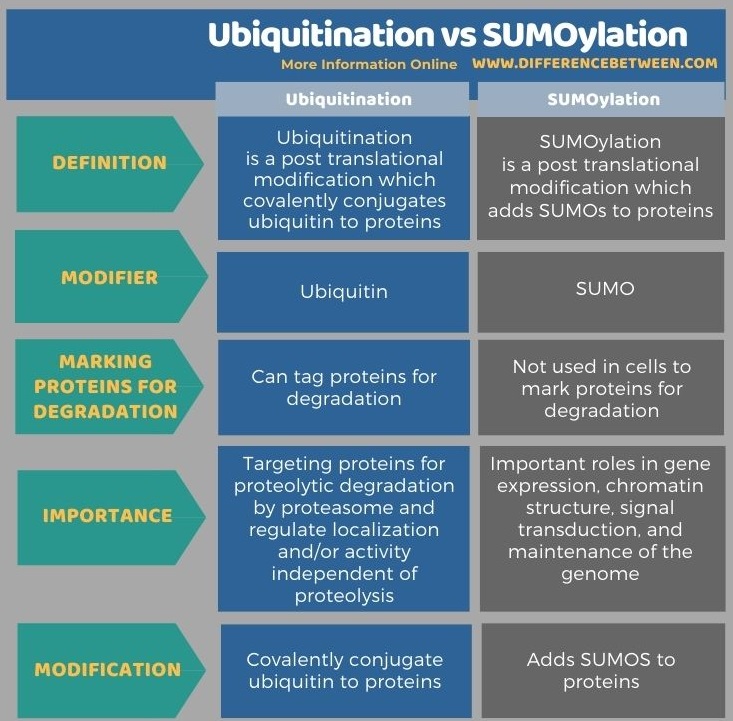 Difference Between Ubiquitination and SUMOylation in Tabular Form