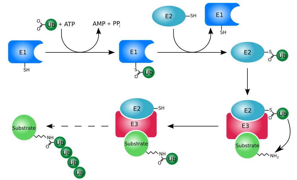 Difference Between Ubiquitination and SUMOylation