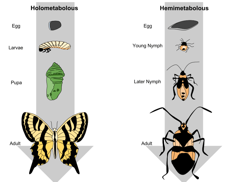 Difference Between Ametabolous and Hemimetabolous