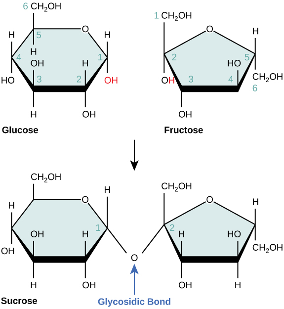 Key Difference - Coupled vs Uncoupled Reaction