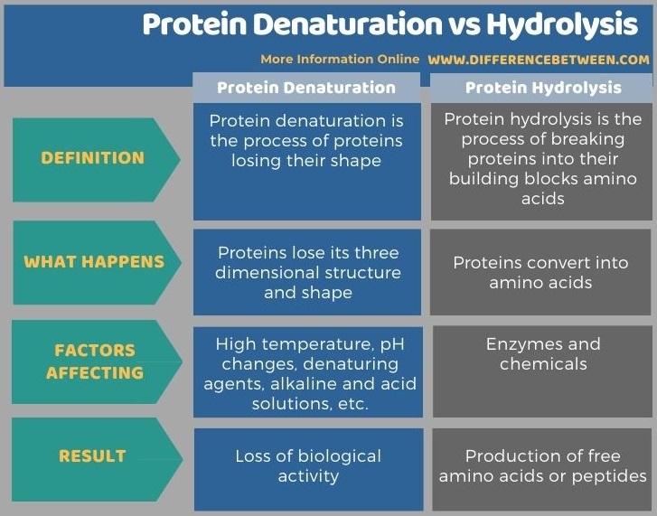 Difference Between Protein Denaturation and Hydrolysis in Tabular Form