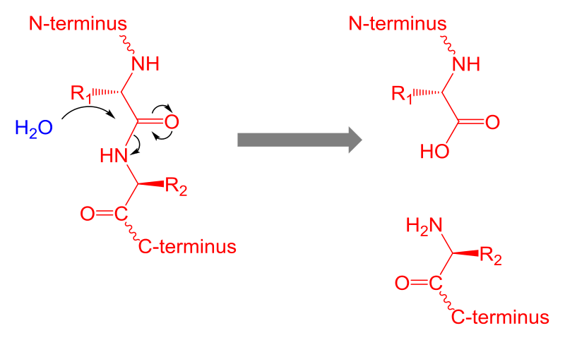 Key Difference - Protein Denaturation vs Hydrolysis