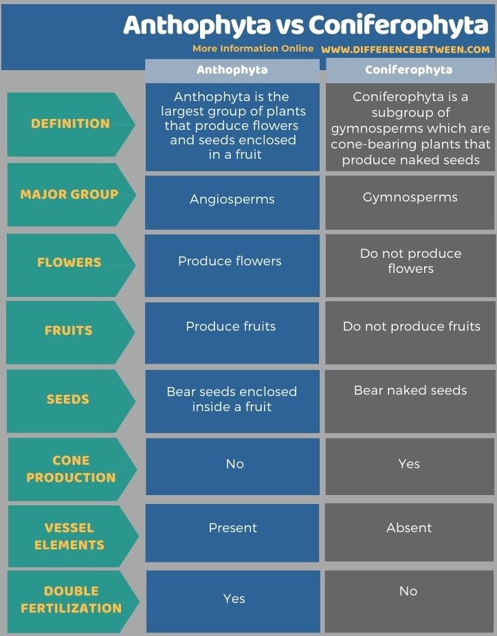 Difference Between Anthophyta and Coniferophyta in Tabular Form