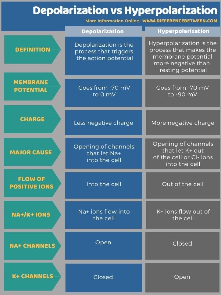 Difference Between Depolarization and Hyperpolarization in Tabular Form