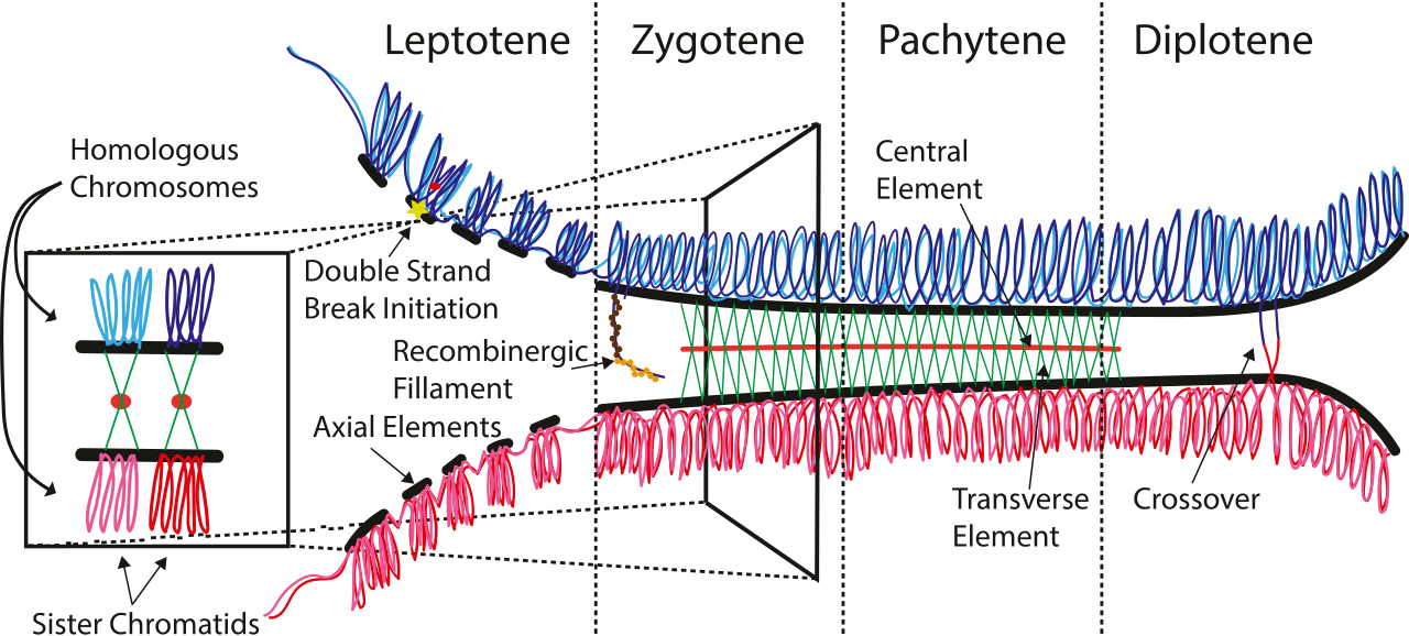 Difference Between Leptotene and Zygotene