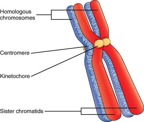 Key Difference - Leptotene vs Zygotene