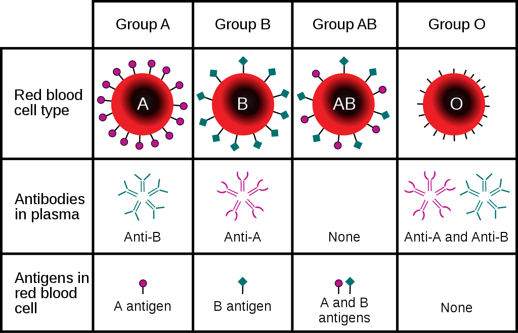 Difference Between ABO and Rh Blood Grouping System