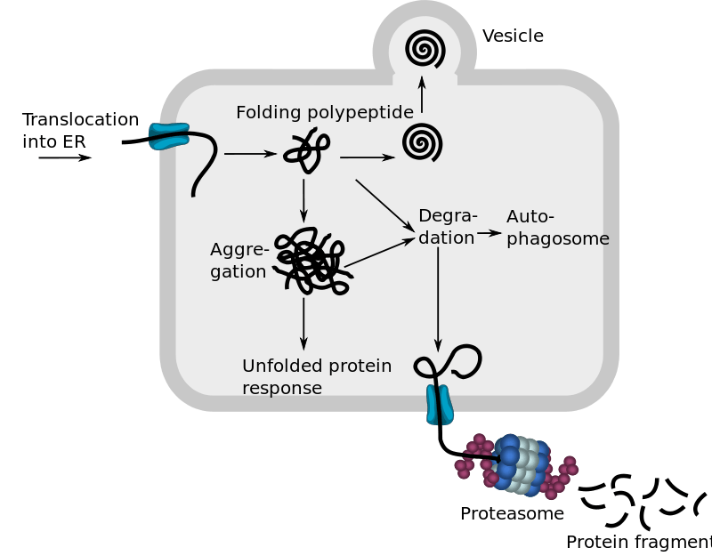 Difference Between Denaturation and Degradation of Protein