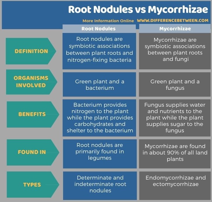 Difference Between Root Nodules and Mycorrhizae in Tabular Form