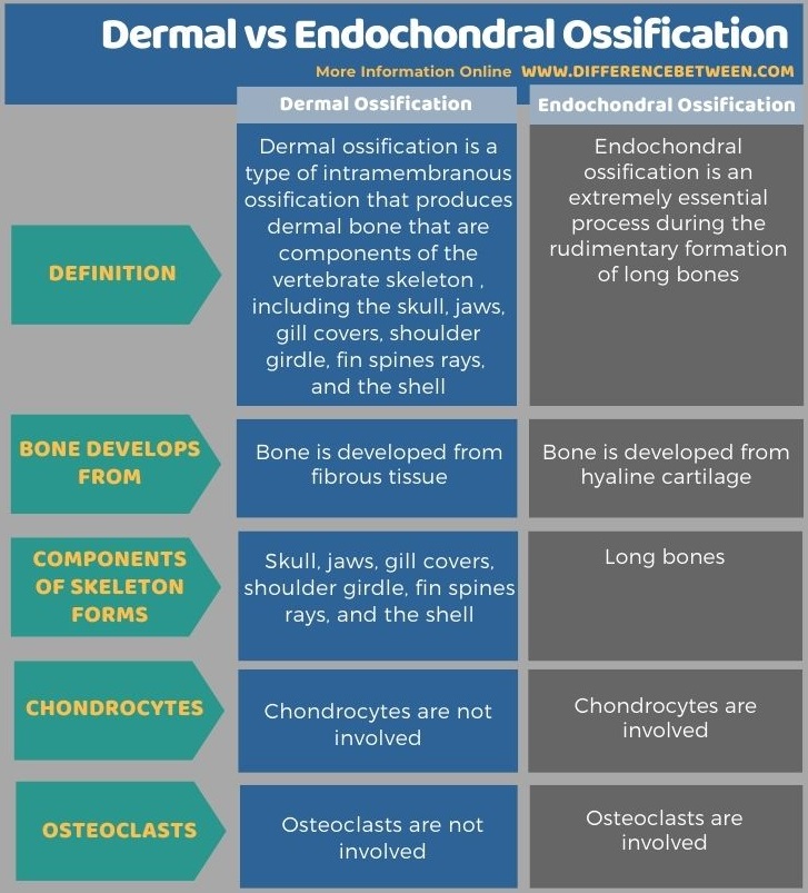 Difference Between Dermal and Endochondral Ossification in Tabular Form