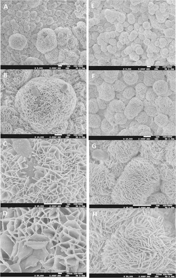 Heterofermentative Bacteria Examples