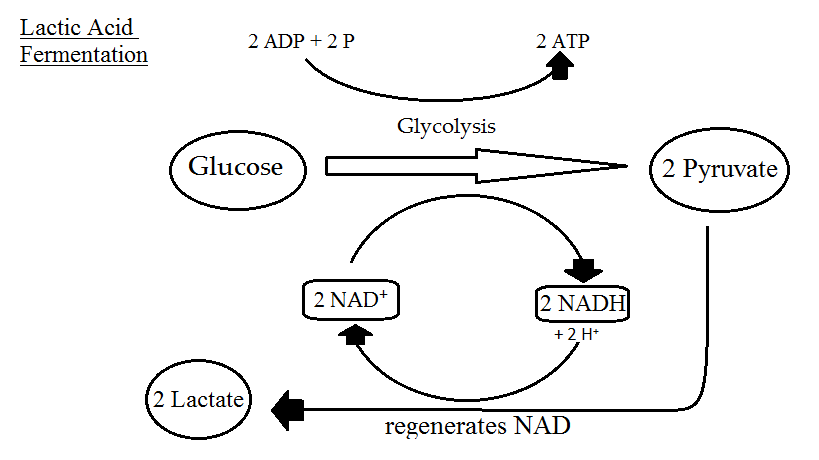 Lactic Acid Fermentation Process