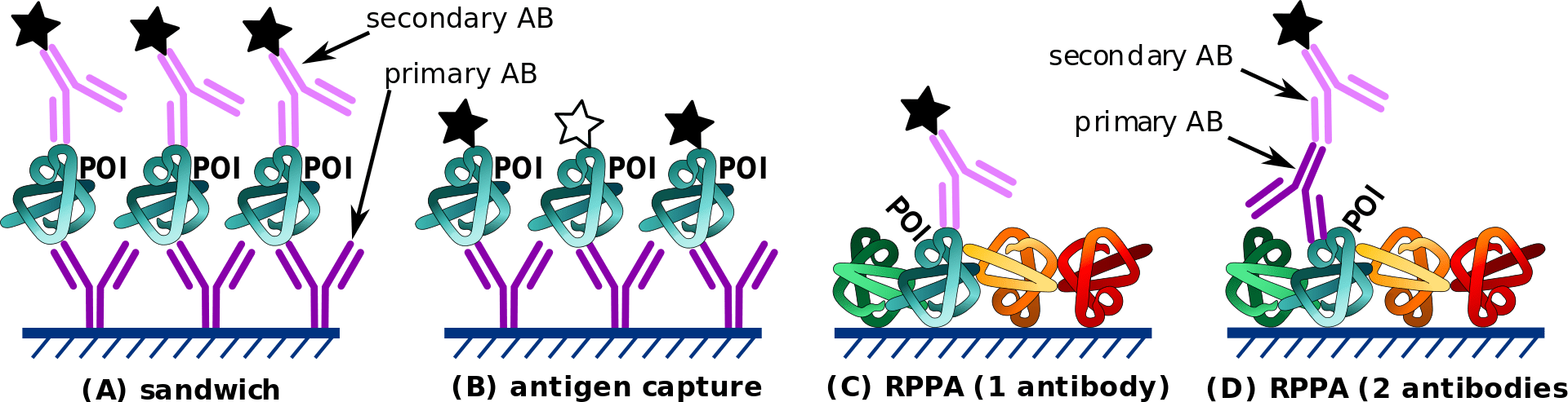 What is Protein Microarray