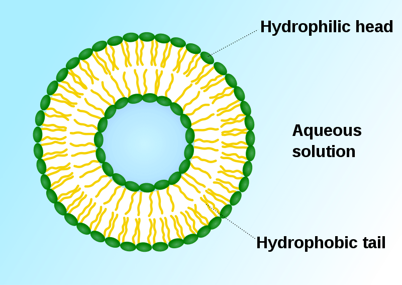 Liposomes and Niosomes - Comparison