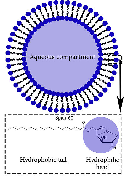 Liposomes vs Niosomes