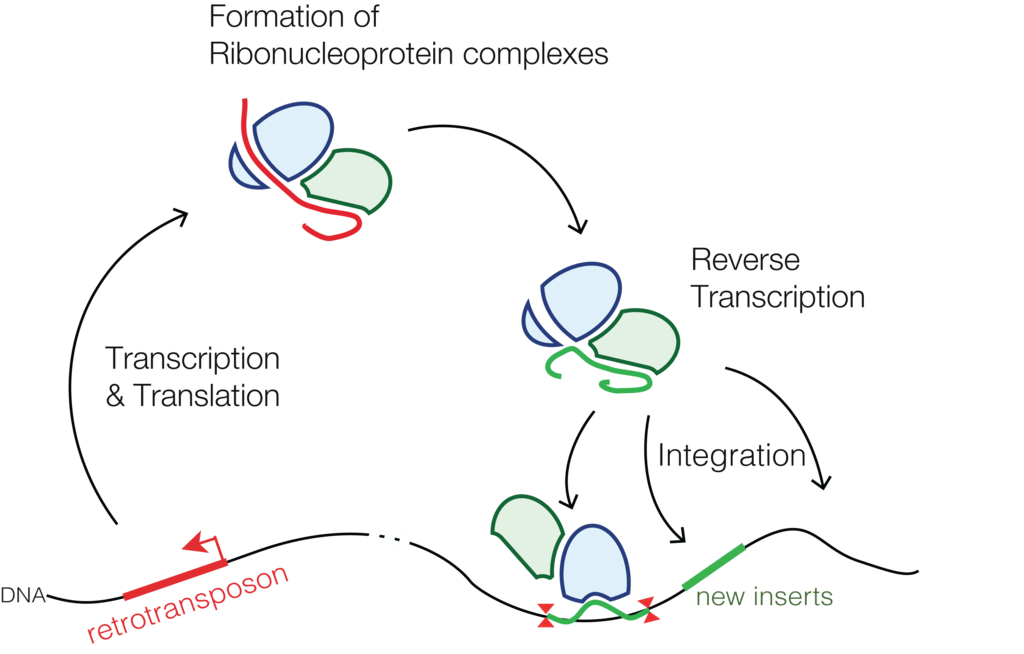 Compare Class I and Class II Transposable Elements