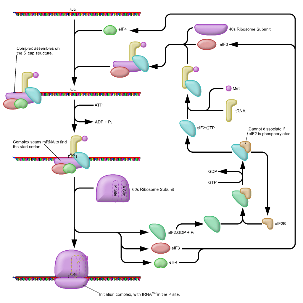 Prokaryotic vs Eukaryotic Translation Initiation