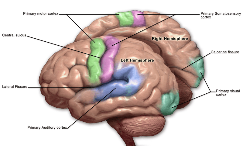 Primary and Secondary Somatosensory Cortex - Side by Side Comparison