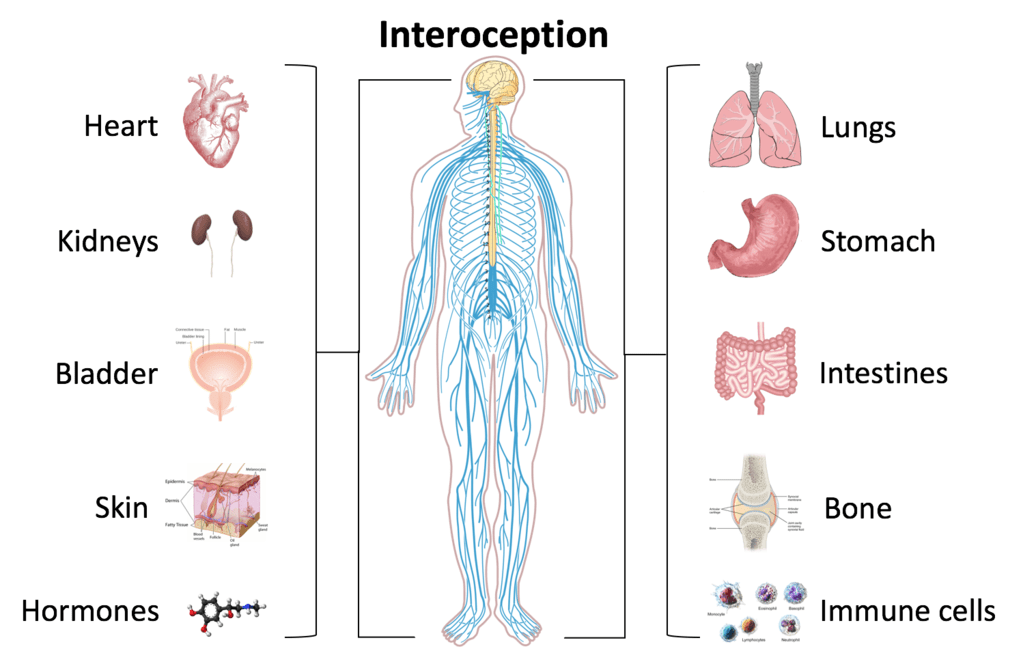 Exteroceptors vs Interoceptors in Tabular Form