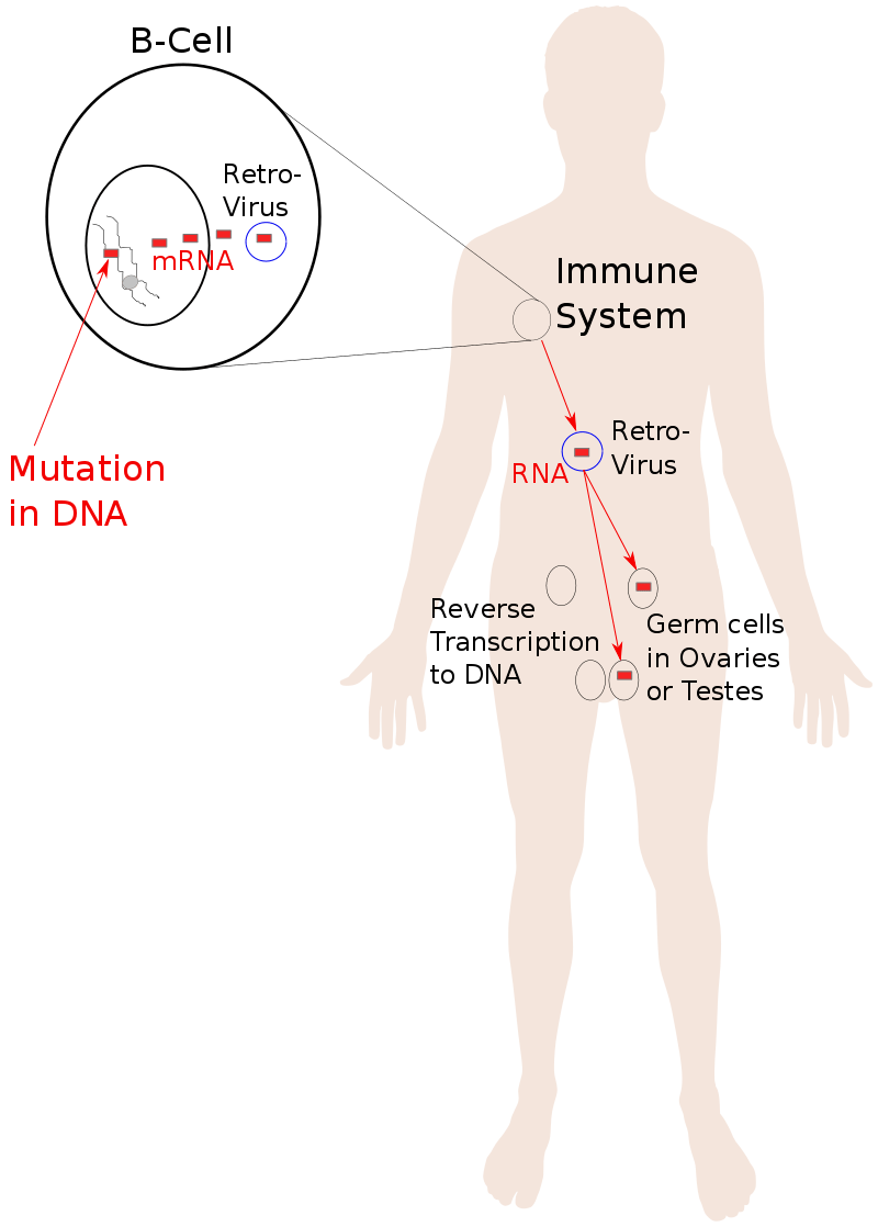 Somatic Hypermutation and V(D)J Recombination - Side by Side Comparison 