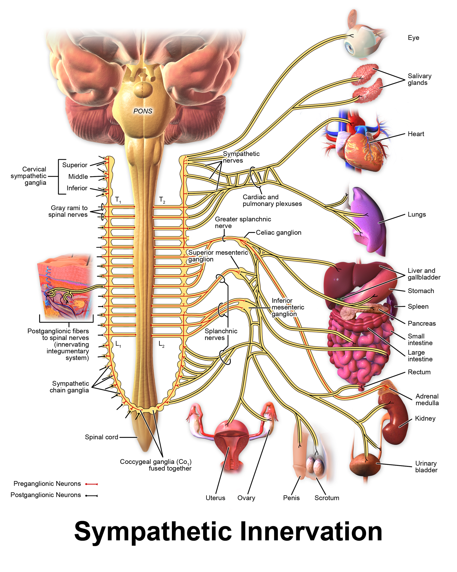 Sympathomimetic and Sympatholytic Drugs - Side by Side Comparison 