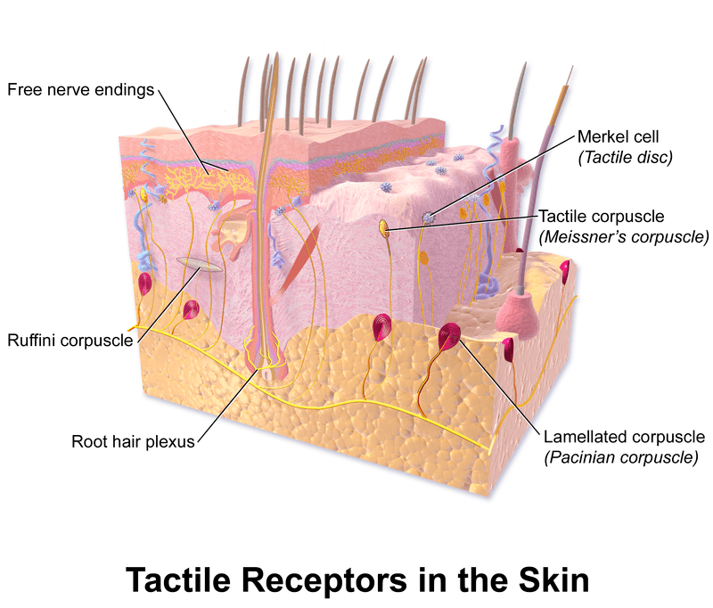 Exteroceptors and Interoceptors - Side by Side Comparison 