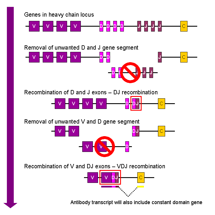 Somatic Hypermutation vs V(D)J Recombination in Tabular Form