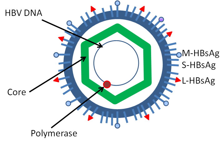 HBV vs HCV in Tabular Form