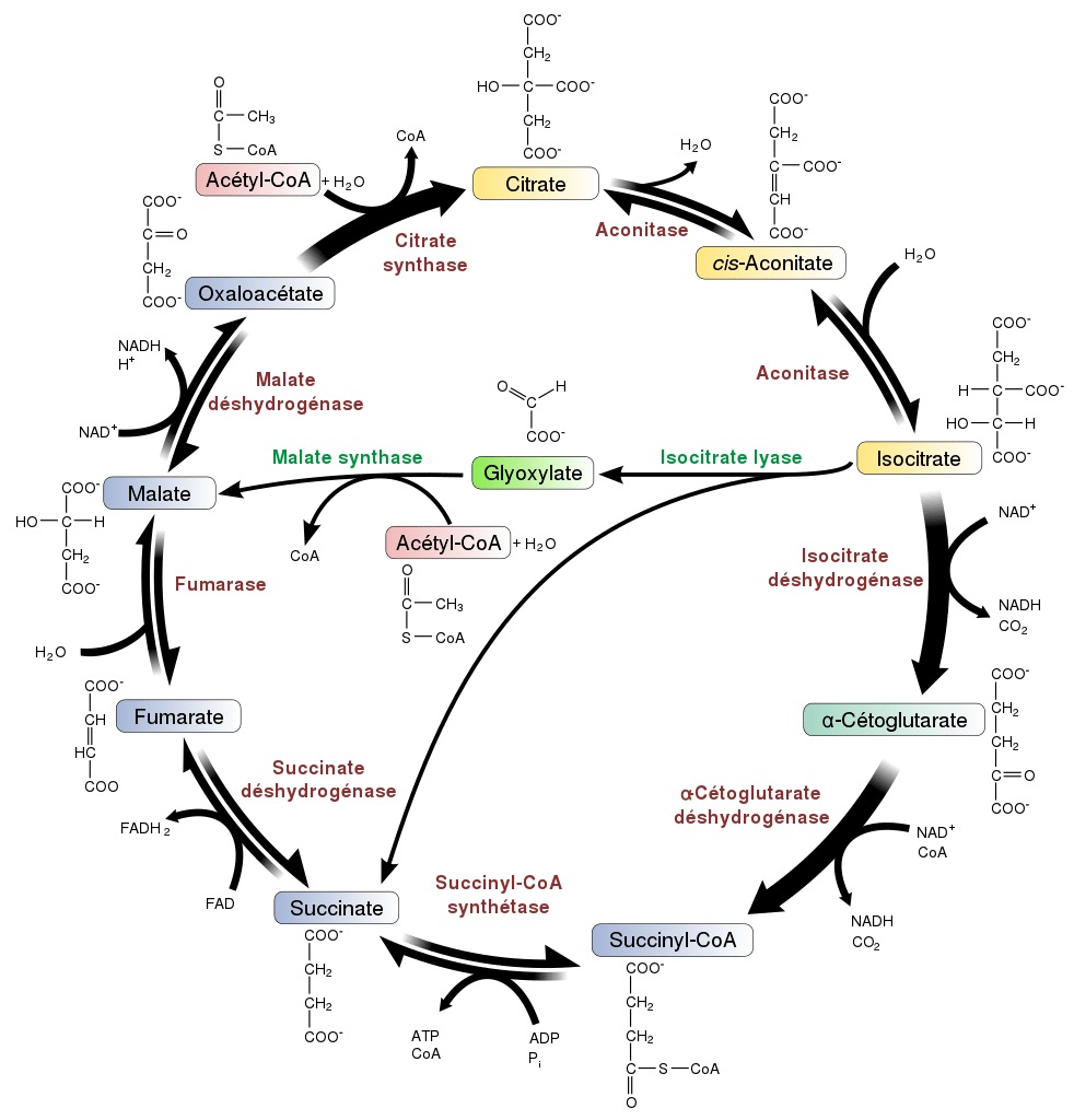 Glyoxylate vs TCA Cycle in Tabular Form