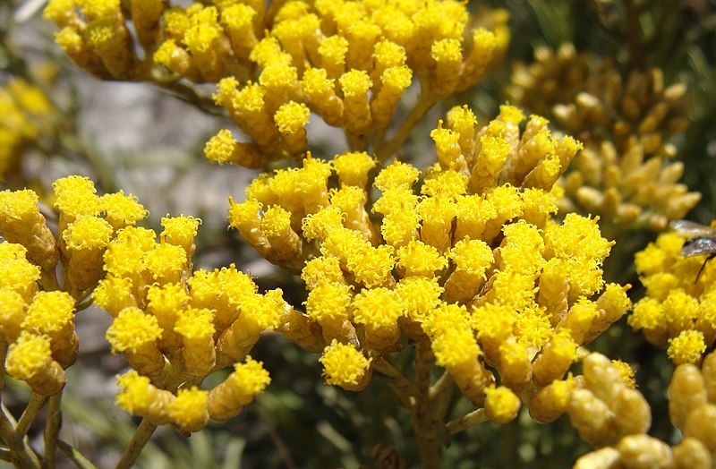 Helichrysum Italicum vs Gymnocephalum in Tabular Form 