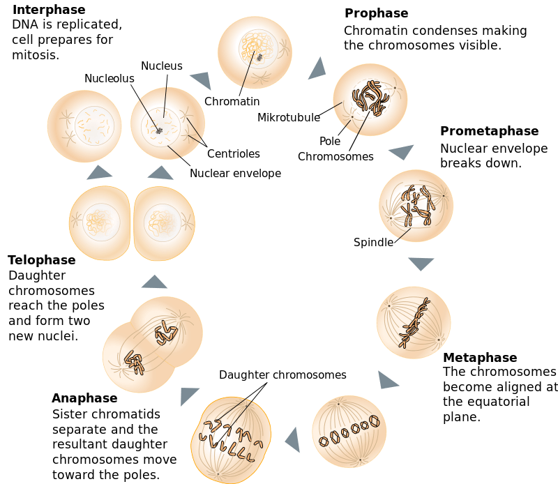 Interphase Chromatin and Mitotic Chromosomes - Side by Side Comparison 