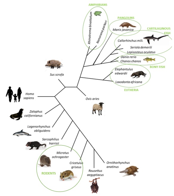 Artificial vs Natural vs Phylogenetic System of Classification in Tabular Form