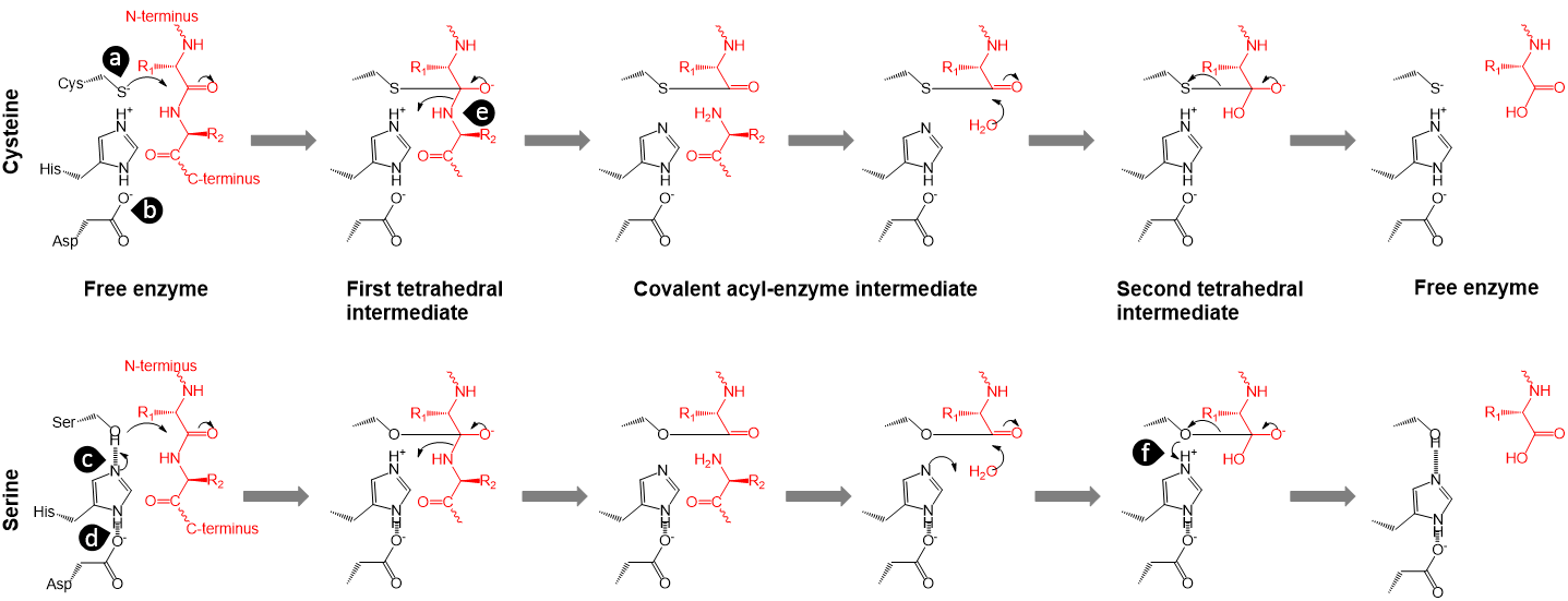 Amylolytic Proteolytic vs Lipolytic Enzymes in Tabular Form