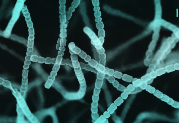 Streptomyces and Streptococcus - Side by Side Comparison 