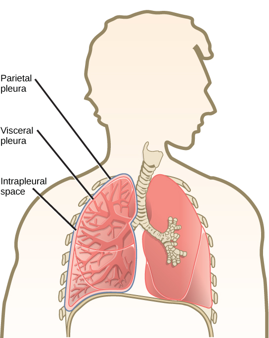 Parietal and Visceral Pleura - Side by Side Comparison 