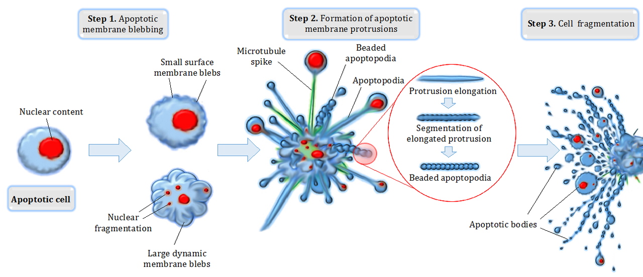 Apoptosis vs Programmed Cell Death in Tabular Form