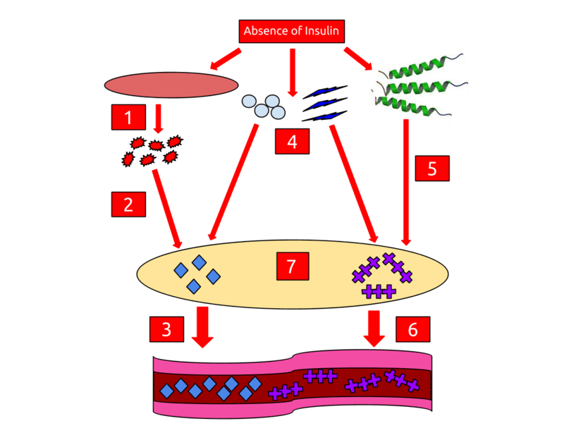 Ketosis and Ketoacidosis - Side by Side Comparison 