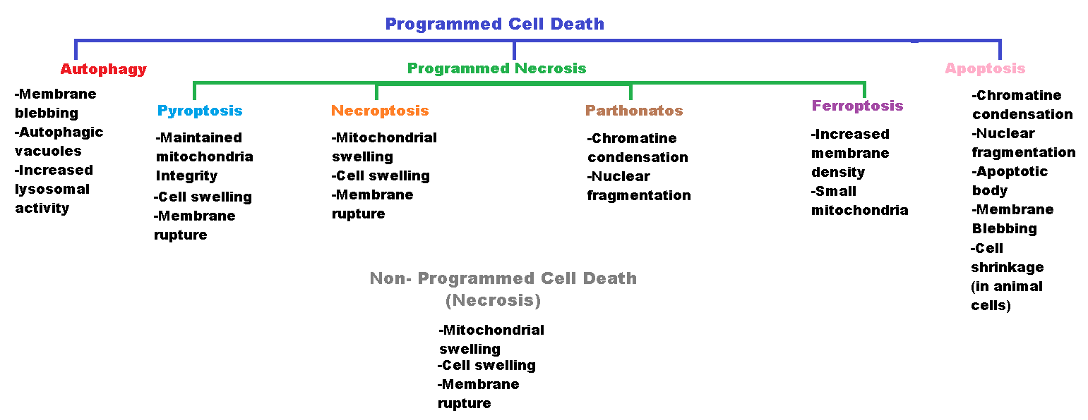 Apoptosis and Programmed Cell Death - Side by Side Comparison 