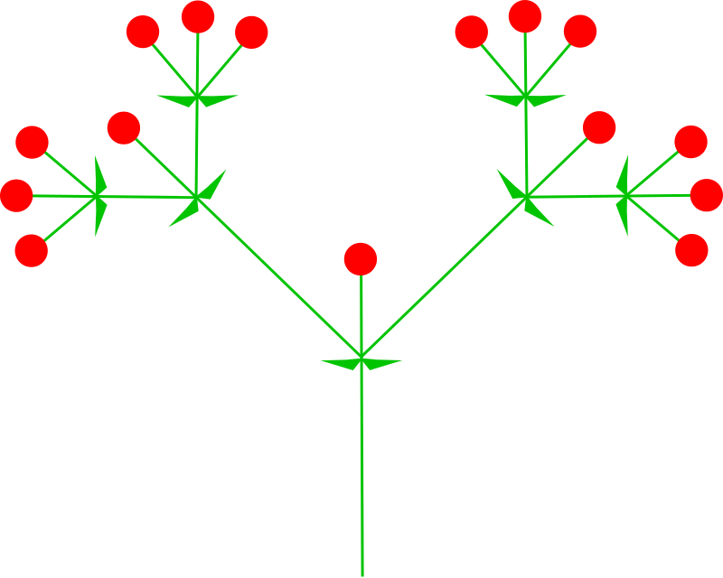 Racemose and Cymose Inflorescence - Side by Side Comparison 