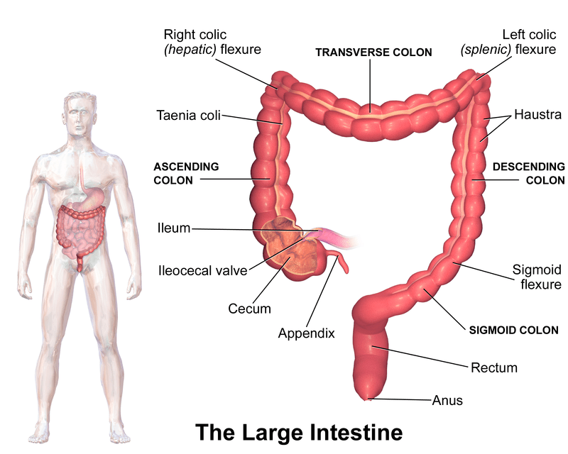 Ascending and Descending Colon - Side by Side Comparison 