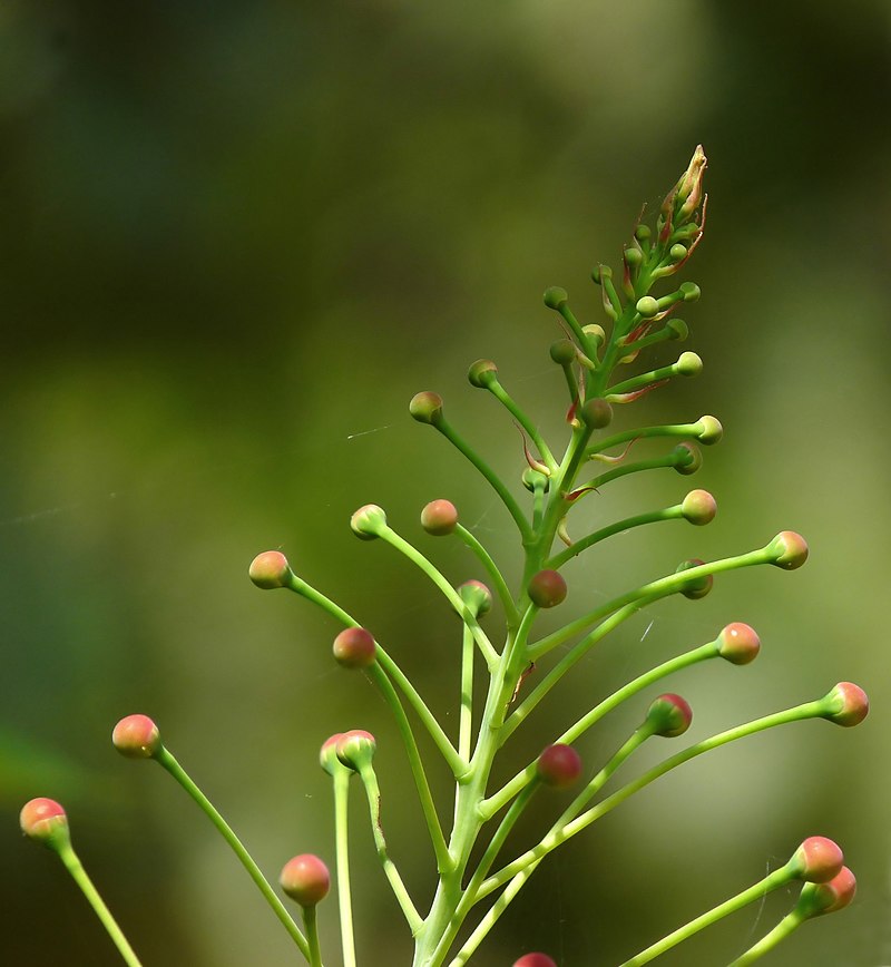 Racemose vs Cymose Inflorescence in Tabular Form