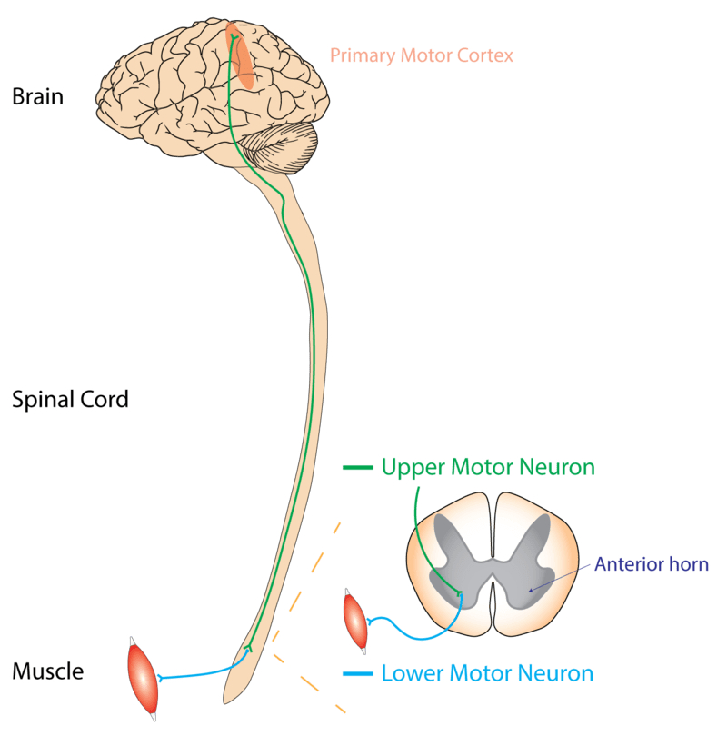 ALS and PLS - Side by Side Comparison 