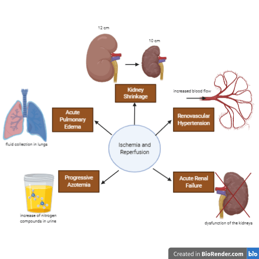 Uremia and Azotemia - Side by Side Comparison 