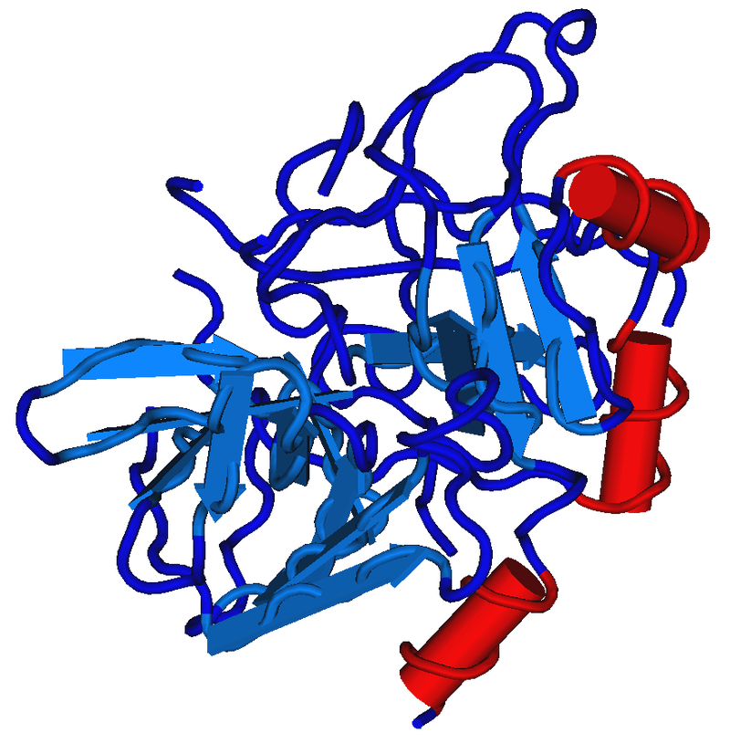 Thrombin and Prothrombin - Side by Side Comparison 