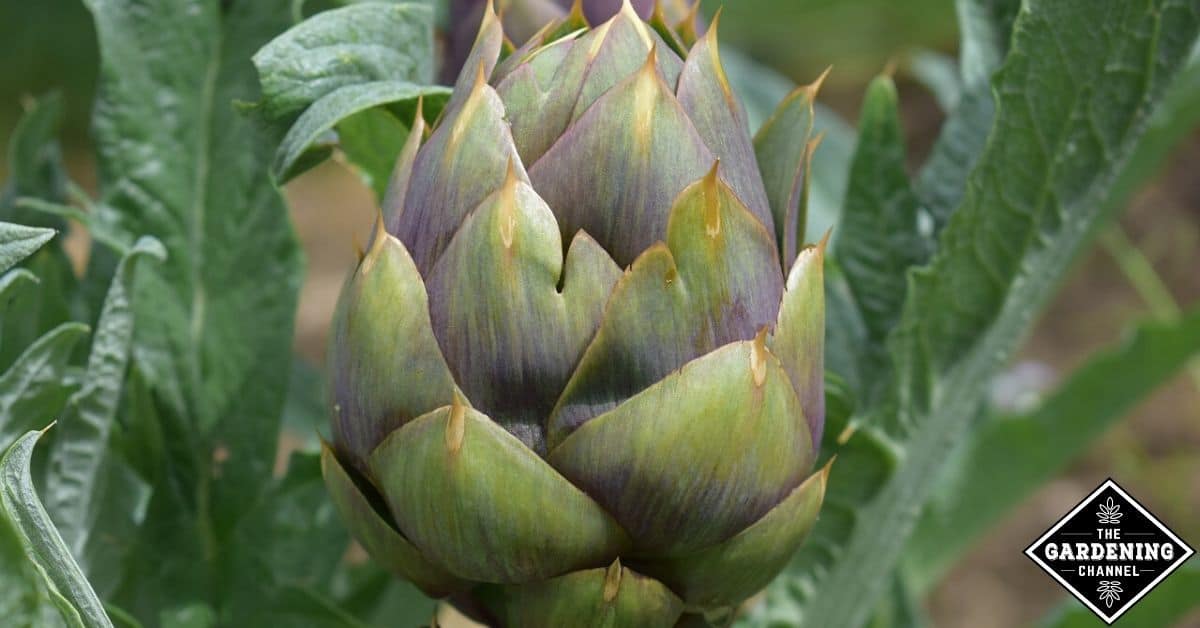 Are Artichoke Leaves Poisonous Gardening Channel
