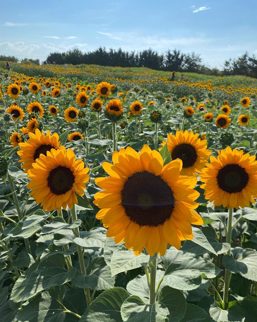 Dove E Quando Vedere I Campi Di Girasole Piu Belli In Italia Kappuccio