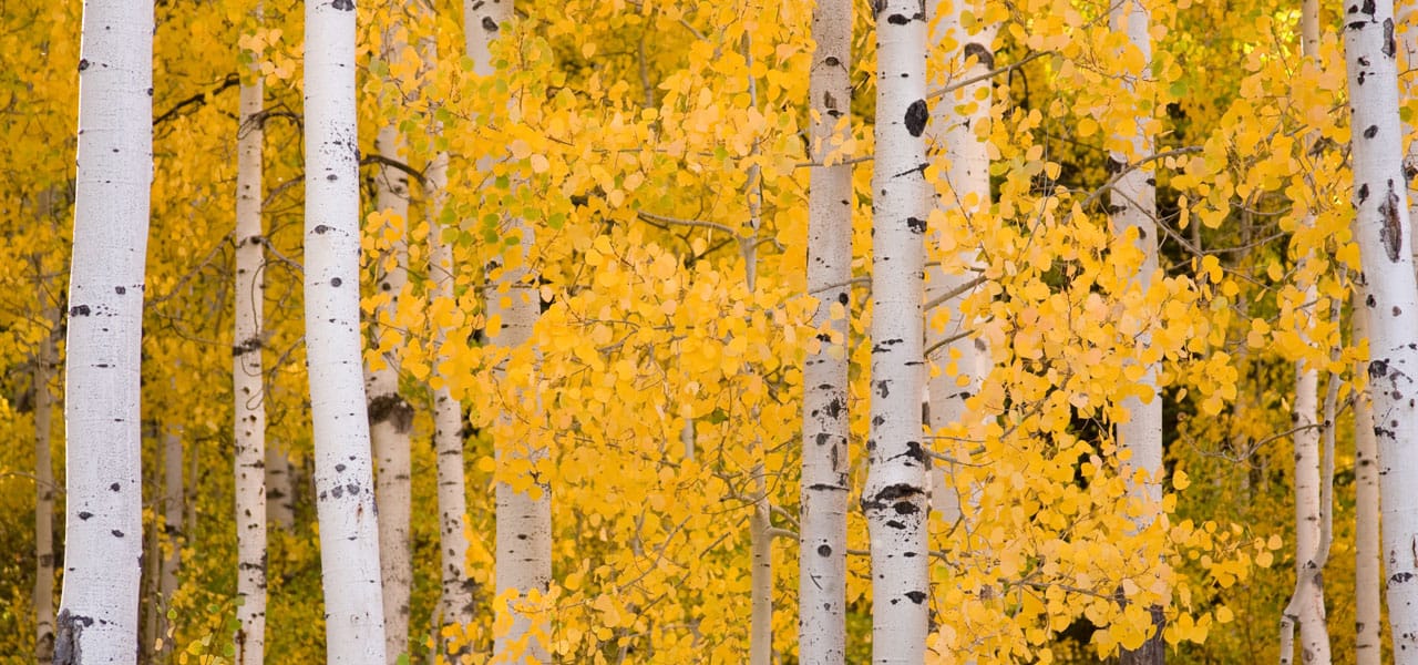 Aspen Trees Common Problems What To Do Lam Tree Service