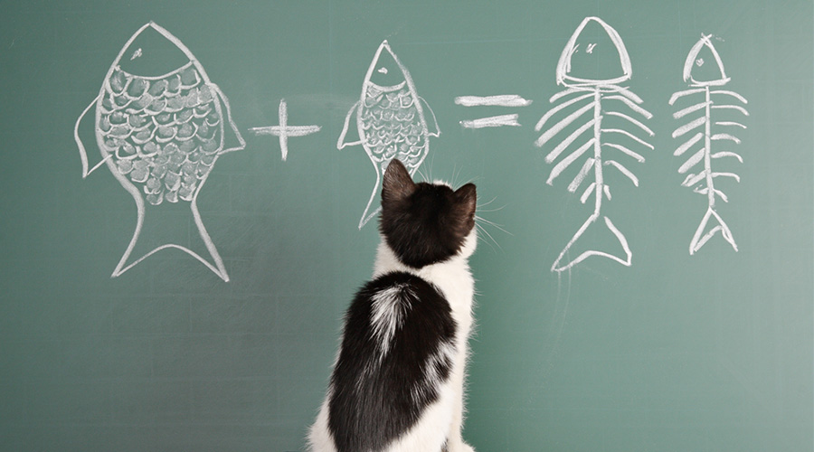 Come Educare Un Gatto E Rimanere Amici Pet Vip