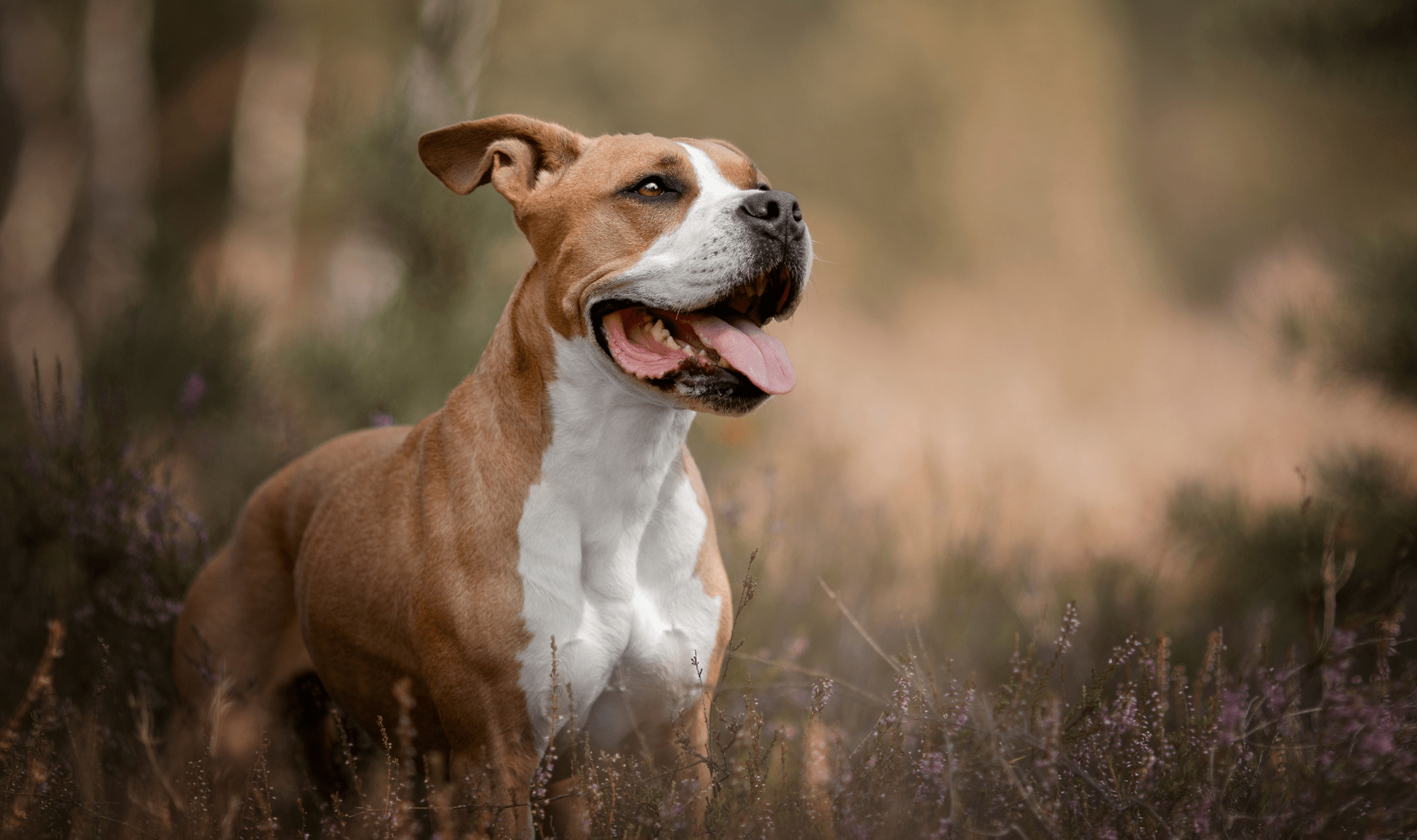 L American Staffordshire Terrier L Amstaff Pet Vip